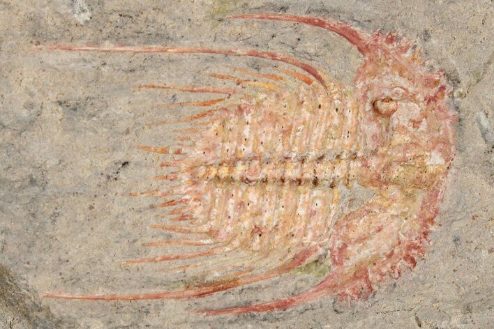 Colorful Kettneraspsis Trilobite With Pos/Neg - Timrzit , Morocco #270566